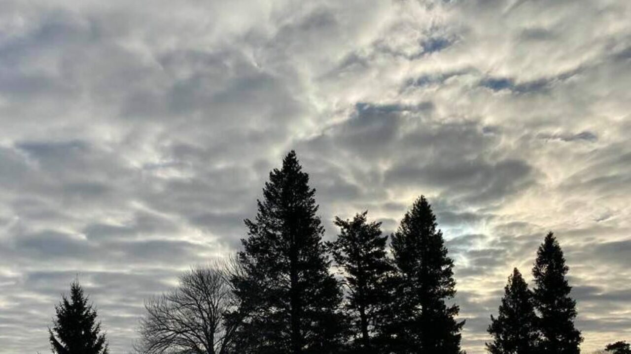 trees